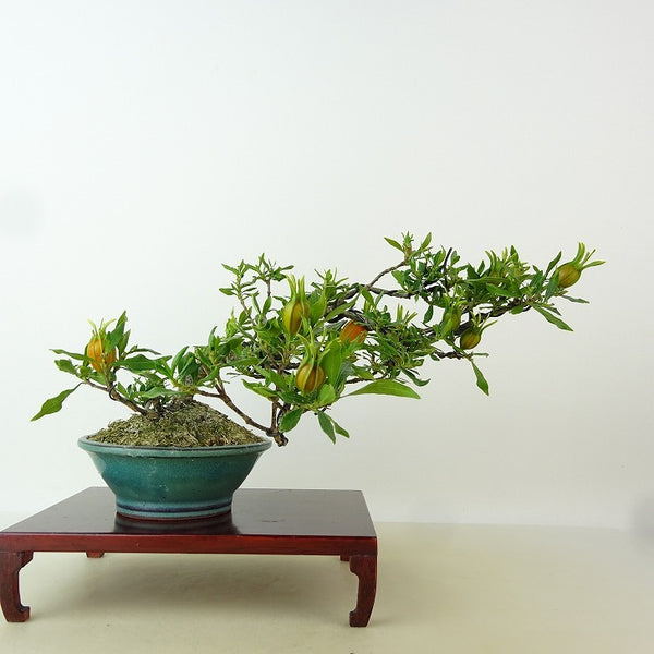 盆栽 梔子 喜代誉 樹高 約13cm くちなし Gardenia jasminoides クチナシ アカネ科 クチナシ属 常緑樹 観賞用 小品 t1198411066