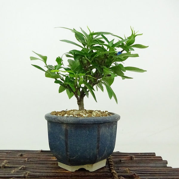 盆栽 梔子 樹高 約15cm くちなし Gardenia jasminoides クチナシ アカネ科 クチナシ属 常緑樹 観賞用 小品 t1198408035