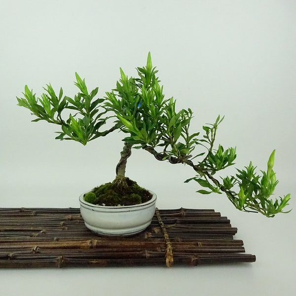 盆栽 梔子 喜代誉 樹高 約16cm くちなし Gardenia jasminoides クチナシ アカネ科 クチナシ属 常緑樹 観賞用 小品 j1198411790