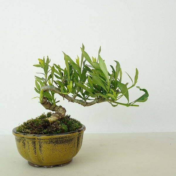 盆栽 梔子 喜代誉 樹高 約9cm くちなし Gardenia jasminoides クチナシ アカネ科 クチナシ属 常緑樹 観賞用 小品 d1198425369