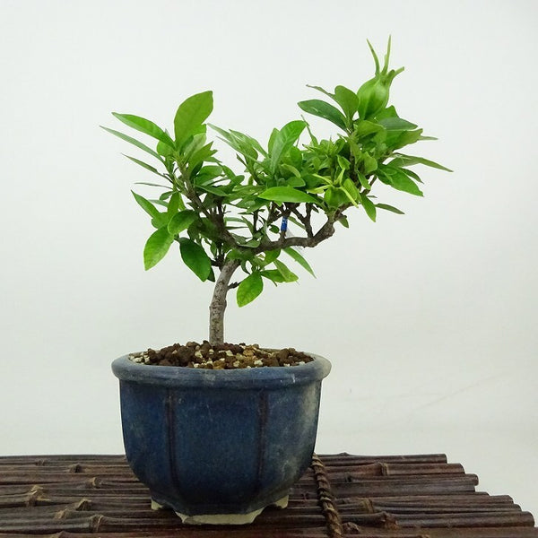 盆栽 梔子 樹高 約15cm くちなし Gardenia jasminoides クチナシ アカネ科 クチナシ属 常緑樹 観賞用 小品 b1198425302