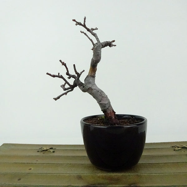 盆栽 花梨 樹高 約13cm かりん Pseudocydonia sinensis カリン 実生 バラ科 落葉樹 観賞用 小品 c1198408823