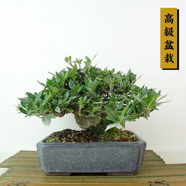 盆栽 梔子 樹高 約13cm くちなし 高級盆栽 Gardenia jasminoides クチナシ アカネ科 クチナシ属 常緑樹 観賞用 小品 1198406470