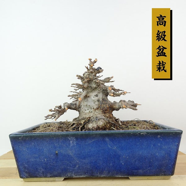 盆栽 楓 樹高 約11cm かえで 高級盆栽 Acer カエデ 紅葉 カエデ科 落葉樹 観賞用 小品 u1198429958