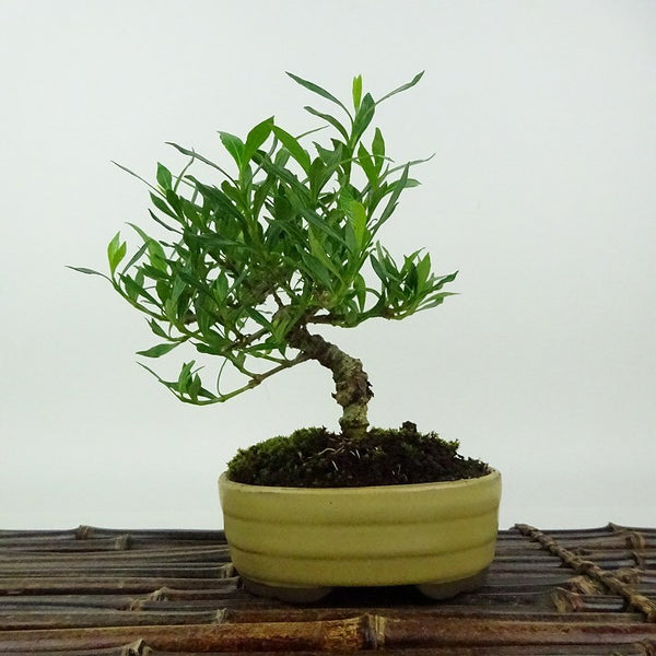 盆栽 梔子 喜代誉 樹高 約14cm くちなし Gardenia jasminoides クチナシ アカネ科 クチナシ属 常緑樹 観賞用 小品 k1198409525