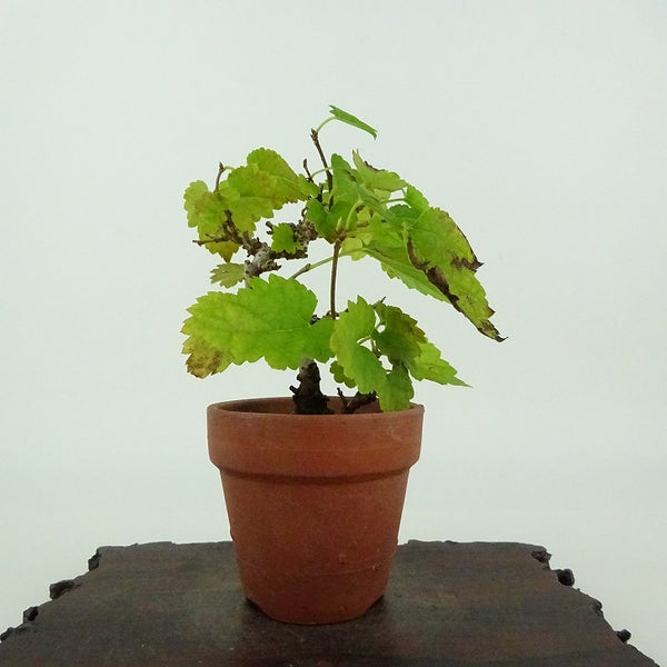 盆栽 桑 樹高 約9cm くわ Morus australis クワ クワ科 落葉樹 観賞用 小品 o1198420696