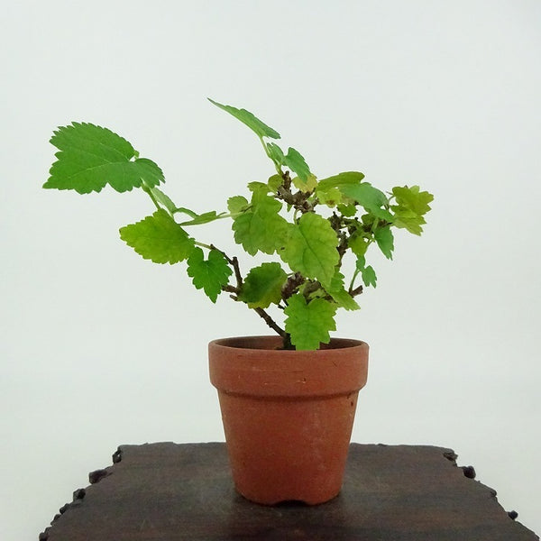 盆栽 桑 樹高 約9cm くわ Morus australis クワ クワ科 落葉樹 観賞用 小品 d1198420590