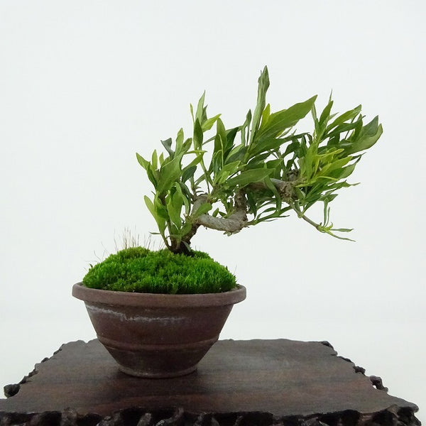 盆栽 梔子 喜代誉 樹高 約9cm くちなし Gardenia jasminoides クチナシ アカネ科 クチナシ属 常緑樹 観賞用 小品 p1198419473