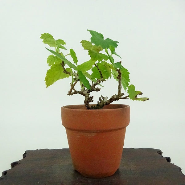 盆栽 桑 樹高 約7cm くわ Morus australis クワ クワ科 落葉樹 観賞用 小品 x1198412672