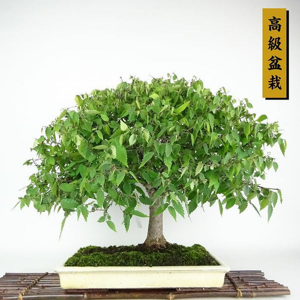 盆栽 欅 樹高 約45cm けやき Zelkova serrata ケヤキ 紅葉 ニレ科 ケヤキ属 落葉樹 観賞用 r1198406762