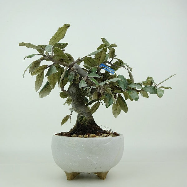 盆栽 寒茱萸 樹高 約13cm かんぐみ Elaeagnus カングミ グミ科 常緑樹 観賞用 小品 g1198423103