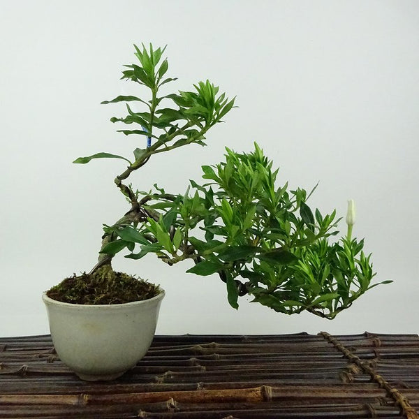 盆栽 梔子 喜代誉 樹高 上下 約18cm くちなし Gardenia jasminoides クチナシ アカネ科 クチナシ属 常緑樹 観賞用 小品 b1198416790