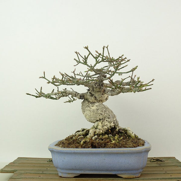 盆栽 こまゆみ 樹高 約15cm Euonymus alatus form ciliatodentatus コマユミ ニシキギ科 落葉広葉樹 観賞用 小品 s1198413083