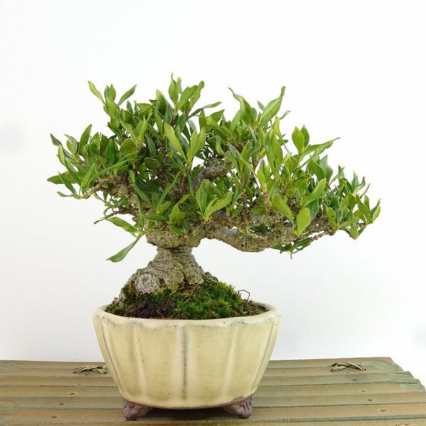 盆栽 梔子 樹高 約13cm くちなし Gardenia jasminoides クチナシ 実 アカネ科 クチナシ属 常緑樹 観賞用 小品 v1198443256