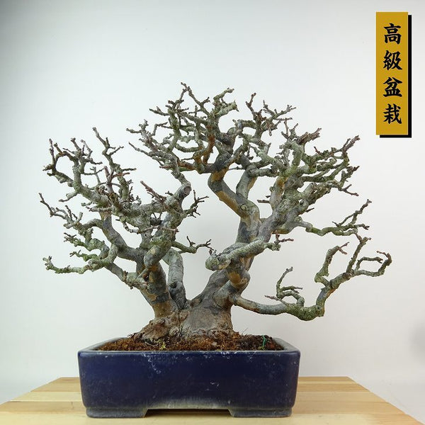 盆栽 花梨 樹高 約29cm かりん 高級盆栽 Pseudocydonia sinensis カリン バラ科 落葉樹 観賞用 r1198410110