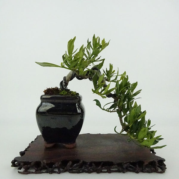 盆栽 梔子 喜代誉 樹高 上下 約14cm くちなし Gardenia jasminoides クチナシ アカネ科 クチナシ属 常緑樹 観賞用 小品 j1198411434