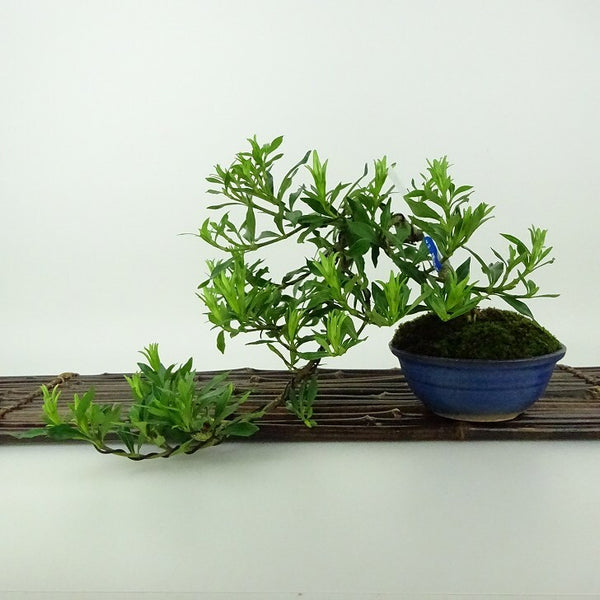 盆栽 梔子 喜代誉 樹高 上下 約16cm くちなし Gardenia jasminoides クチナシ アカネ科 クチナシ属 常緑樹 観賞用 小品 e1198406297