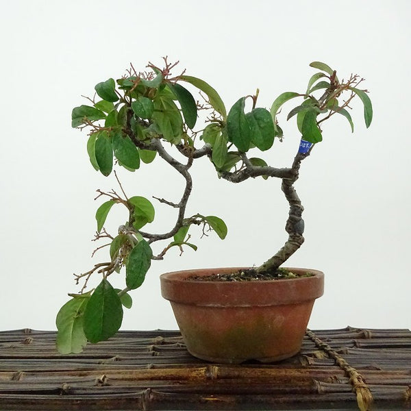 盆栽 コトネアスター 樹高 上下 約18cm Cotoneaster バラ科 コトネアスター属 常緑～半常緑 観賞用 小品 w1198413908