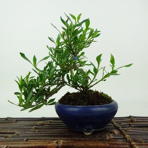 盆栽 梔子 喜代誉 樹高 約15cm くちなし Gardenia jasminoides クチナシ アカネ科 クチナシ属 常緑樹 観賞用 小品 l1198407384
