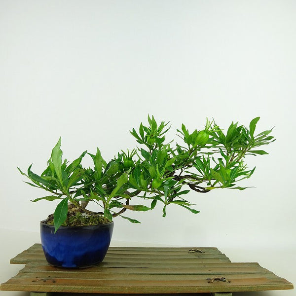 盆栽 梔子 喜代誉 樹高 約15cm くちなし Gardenia jasminoides クチナシ アカネ科 クチナシ属 常緑樹 観賞用 小品 t1198414400