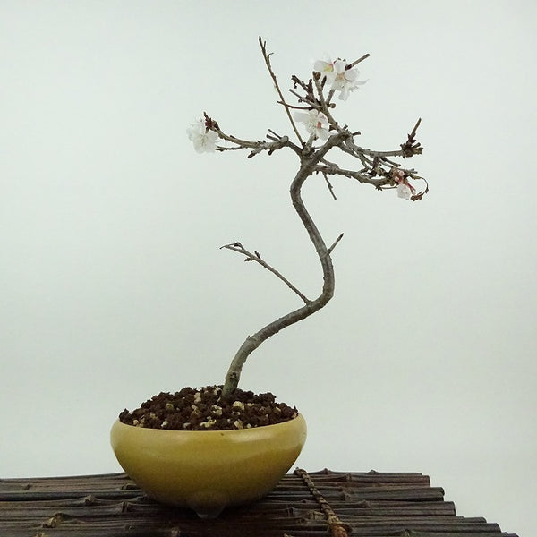 盆栽 桜 信濃桜 樹高 約23cm さくら サクラ バラ科 落葉樹 観賞用 b1198425550