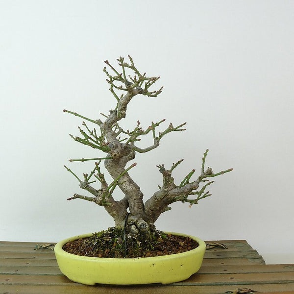 盆栽 こまゆみ 樹高 約16cm Euonymus alatus form ciliatodentatus コマユミ ニシキギ科 落葉広葉樹 観賞用 小品 j1198415177