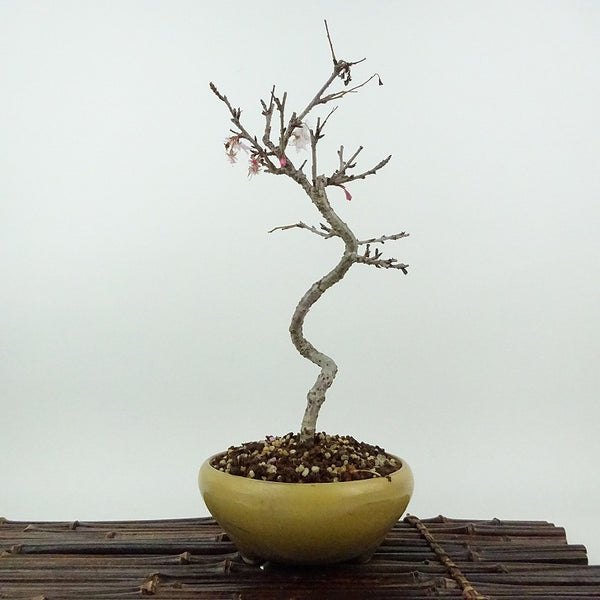 盆栽 桜 信濃桜 樹高 約26cm さくら サクラ バラ科 落葉樹 観賞用 h1198419149