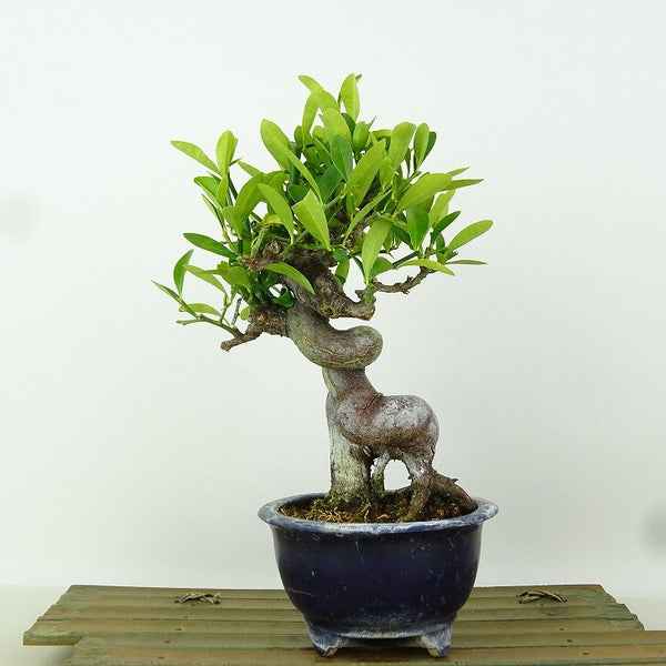 盆栽 金豆 樹高 約20cm きんず Fortunella hindsii キンズ マメキンカンミカン科 キンカン属 常緑樹 観賞用 小品 l1198408634