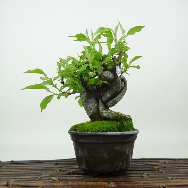 盆栽 花梨 樹高 約16cm かりん Pseudocydonia sinensis カリン バラ科 落葉樹 観賞用 小品 1198401992