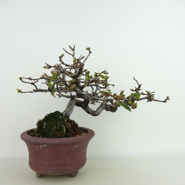 盆栽 花梨 樹高 約16cm かりん Pseudocydonia sinensis カリン バラ科 落葉樹 観賞用 小品 j1198415427