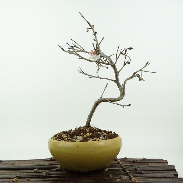 盆栽 桜 信濃桜 樹高 約23cm さくら サクラ バラ科 落葉樹 観賞用 c1198413555