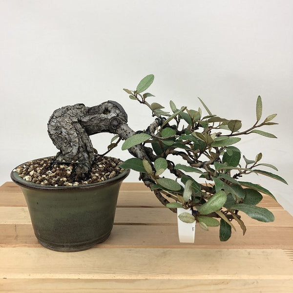 盆栽 寒茱萸 樹高 上下 約10cm かんぐみ Elaeagnus カングミ グミ科 常緑樹 観賞用 小品 c1198411863
