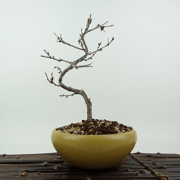 盆栽 桜 信濃桜 樹高 約20cm さくら サクラ バラ科 落葉樹 観賞用 小品 m1198404535