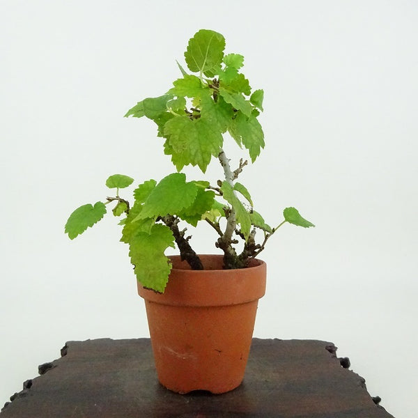 盆栽 桑 樹高 約10cm くわ Morus australis クワ クワ科 落葉樹 観賞用 小品 d1198424070