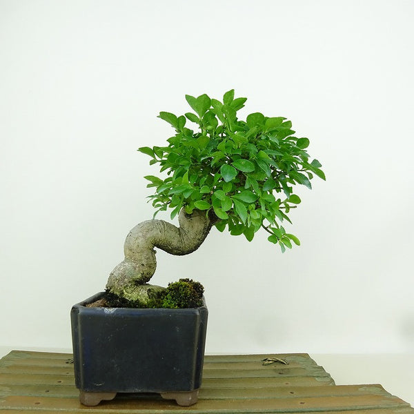 盆栽 こまゆみ 樹高 約16cm Euonymus alatus form ciliatodentatus コマユミ ニシキギ科 落葉広葉樹 観賞用 小品 h1198429502