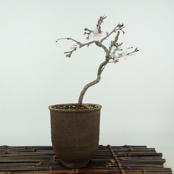 盆栽 桜 信濃桜 樹高 約18cm さくら サクラ バラ科 落葉樹 観賞用 小品 u1198426380