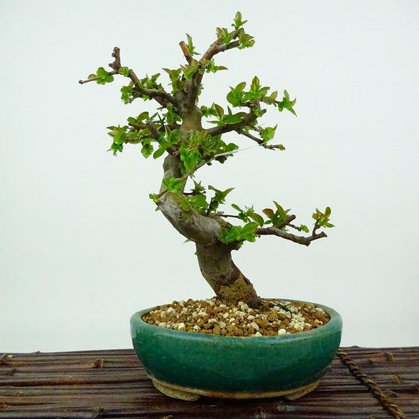 盆栽 花梨 樹高 約20cm かりん Pseudocydonia sinensis カリン バラ科 落葉樹 観賞用 小品 c1198404942