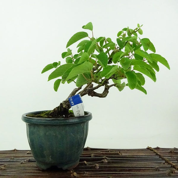 盆栽 熊柳 樹高 約15cm くまやなぎ Berchemia racemosa クマヤナギ クロウメモドキ科 クマヤナギ属 つる性 落葉樹 観賞用 小品 f1198407597