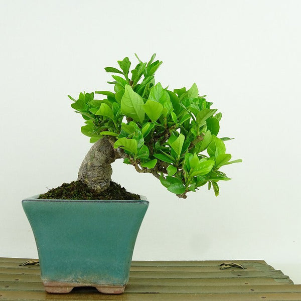 盆栽 梔子 樹高 約10cm くちなし Gardenia jasminoides クチナシ アカネ科 クチナシ属 常緑樹 観賞用 小品 b1198417939