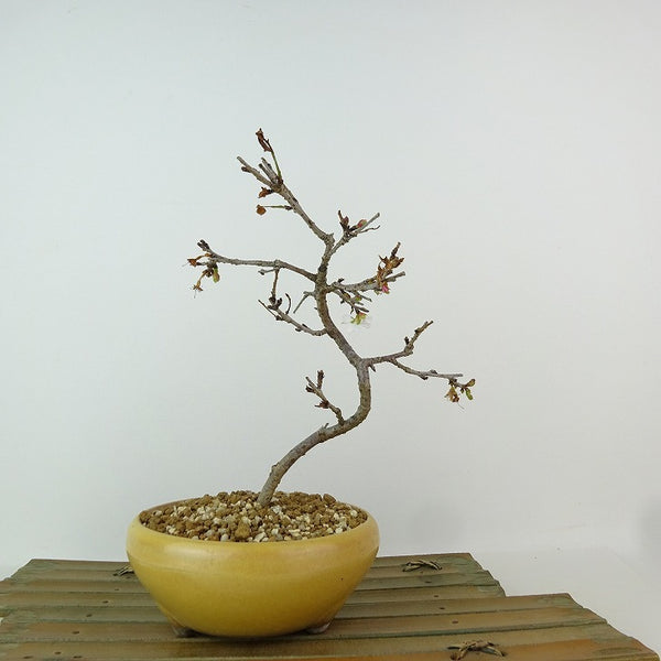 盆栽 桜 信濃桜 樹高 約19cm さくら サクラ バラ科 落葉樹 観賞用 小品 x1198408796