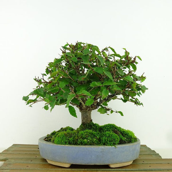 盆栽 欅 樹高 約17cm けやき Zelkova serrata ケヤキ 紅葉 ニレ科 ケヤキ属 落葉樹 観賞用 小品 c1198412955