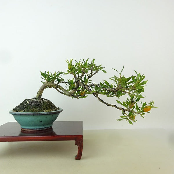 盆栽 梔子 喜代誉 樹高 上下 約15cm くちなし Gardenia jasminoides クチナシ アカネ科 クチナシ属 常緑樹 観賞用 小品 h1198423480