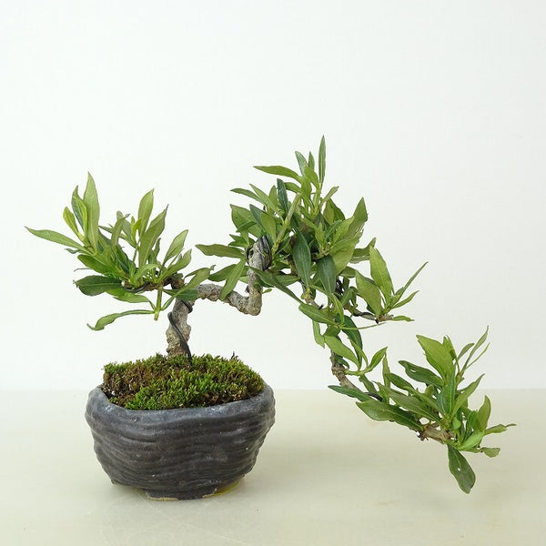 盆栽 梔子 喜代誉 樹高 上下 約12cm くちなし Gardenia jasminoides クチナシ アカネ科 クチナシ属 常緑樹 観賞用 小品 q1198413025