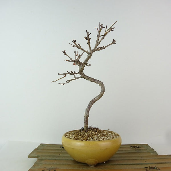 盆栽 桜 信濃桜 樹高 約23cm さくら サクラ バラ科 落葉樹 観賞用 j1198418404