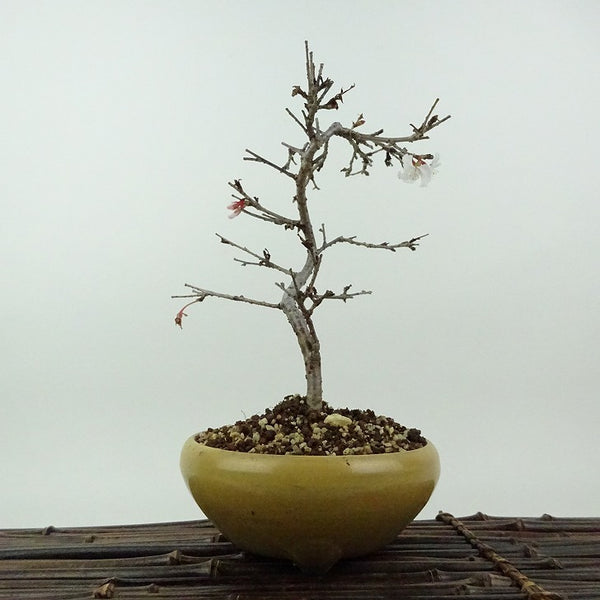 盆栽 桜 信濃桜 樹高 約19cm さくら サクラ バラ科 落葉樹 観賞用 小品 n1198405645