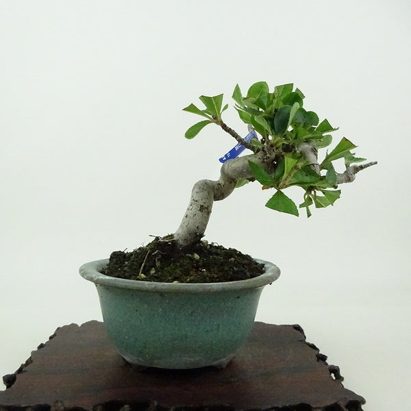 盆栽 鎌柄 樹高 約10cm かまつか Pourthiaea villosa カマツカ バラ科 落葉樹 観賞用 小品 k1198414009