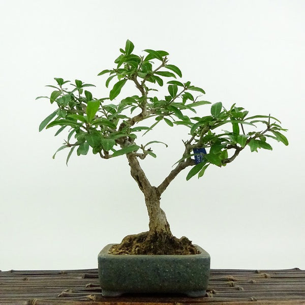盆栽 石榴 樹高 約22cm ざくろ Punica granatum ザクロ ミソハギ科 ザクロ属 落葉樹 観賞用 r1198409857