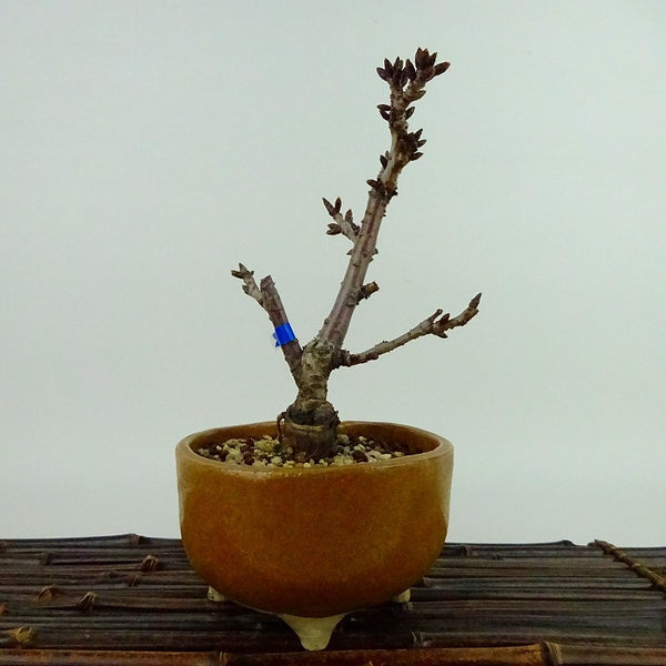 盆栽 桜 旭山桜 樹高 約16cm さくら サクラ バラ科 落葉樹 観賞用 小品 q1198413284