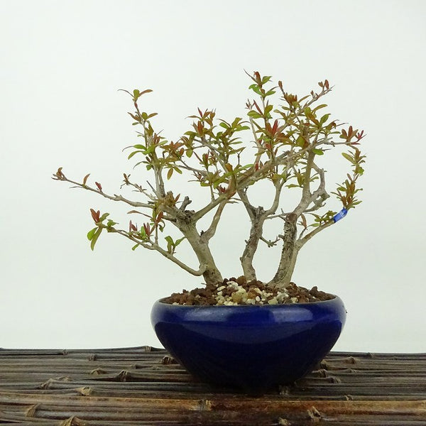 盆栽 石榴 樹高 約15cm ざくろ Punica granatum ザクロ ミソハギ科 ザクロ属 落葉樹 観賞用 小品 c1198412956