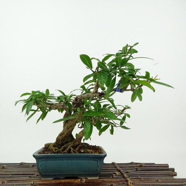 盆栽 石榴 樹高 約16cm ざくろ Punica granatum ザクロ ミソハギ科 ザクロ属 落葉樹 観賞用 小品 v1198438526